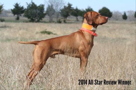 Image of Tamaron's Heart Of Texas