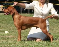 Image of Lienroc Golden Kedelyes Ember