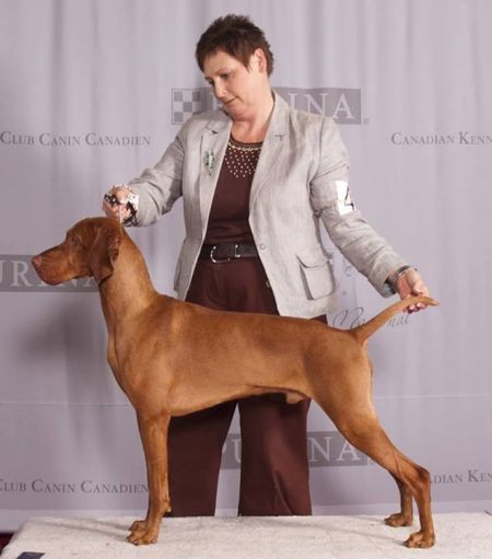 Image of Lienroc Golden Kedelyes Ember