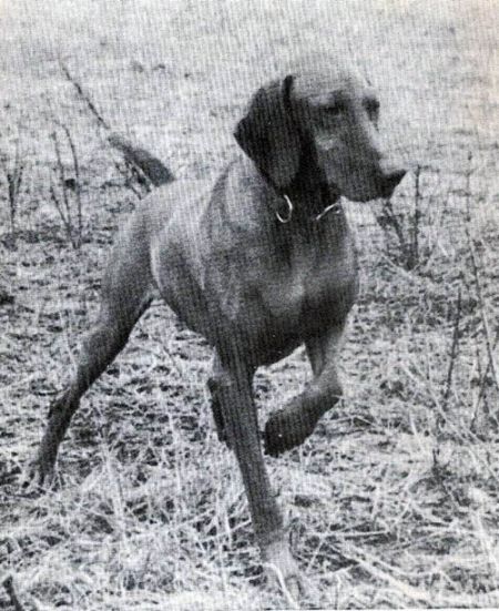Image of Randy Duke