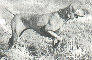 Image of Brook's Amber Mist