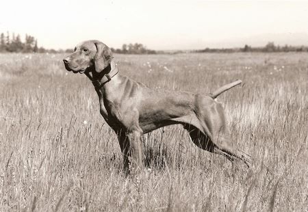 Image of Viesoo's Prodigal Son