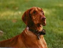 Image of Willie's Cedar Chip