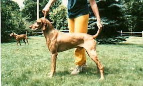 Image of Willie's Cedar Chip