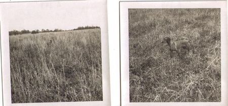 Image of Kedves v Hunt