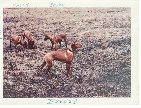 Image of Bakony Csikcsicsoi Boske