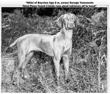 Image of Nikki of Bayview