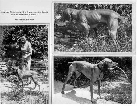 Image of Ripp (MV 653)