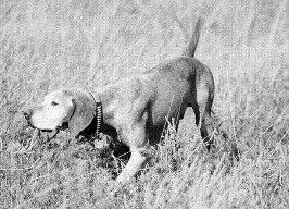 Image of Dry Creek Pappomatic / Hawks Pappomatic