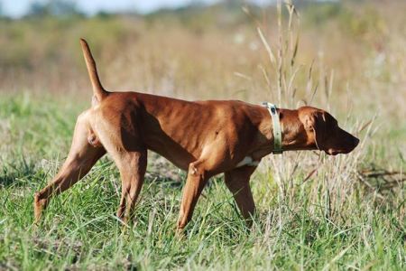 Image of Boot Scootin Boogie