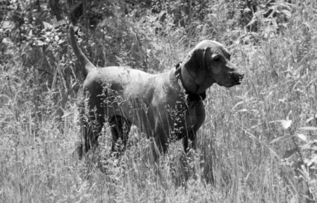 Image of Desert Storm's Desirae