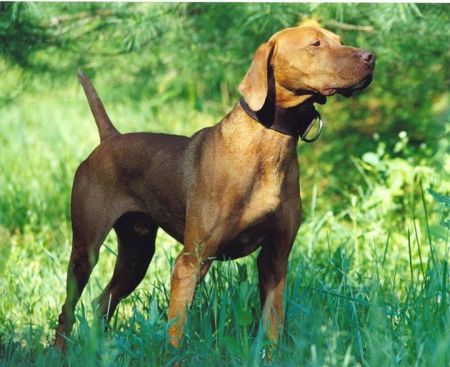 Image of Kal-Cam's Red Thunder / Kal Cam's Red Thunderboy