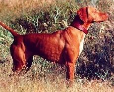 Image of Nitro's First Class Act