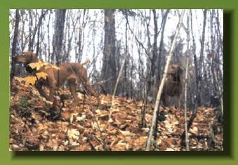 Image of Onpoints Secret Radar