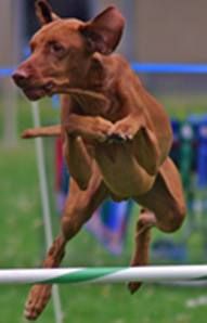 Image of Basalt Bluffs Copper Caper