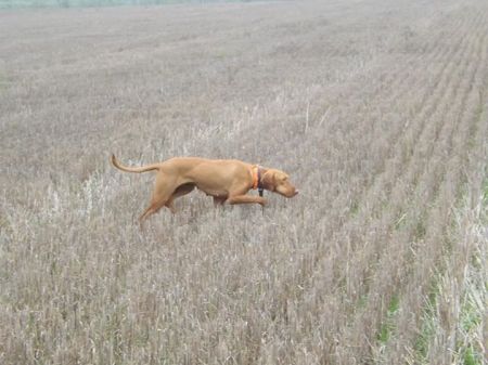 Image of Visnyei-Vadász Margó