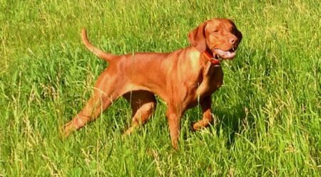 Image of Rustic Road's Rowdy Redhead