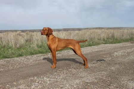 Image of Aristo's Mona Lila Of Wasatch Mtns