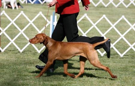 Image of Kezza's Blazin Szari Of Mtnprd