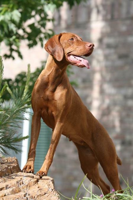 Image of Kezza's Blazin Szari Of Mtnprd