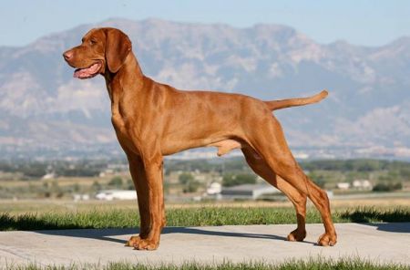 Image of Sugar Kokeny