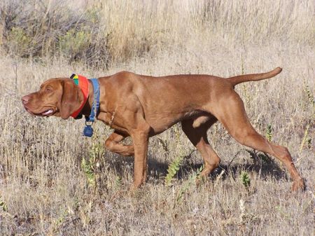 Image of Sugar Kokeny