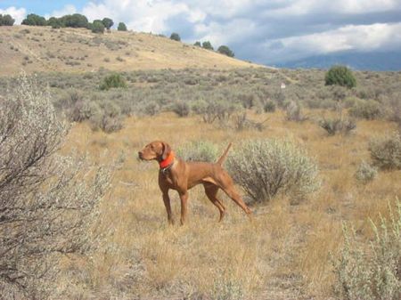 Image of Hillbillies Shiloh Holy Man