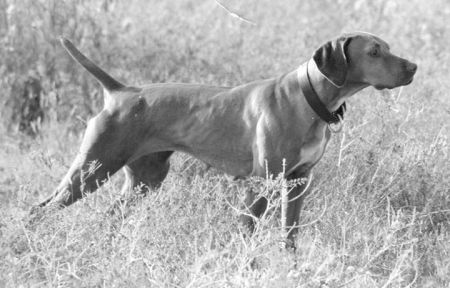 Image of Nitro's First Class Act