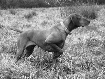 Image of Onpoint's Tuff Stuff