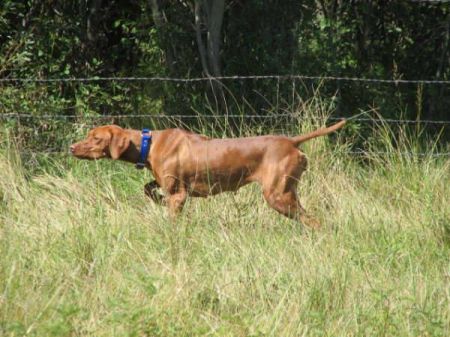 Image of Onpoint's Bravo Thunder Rolls