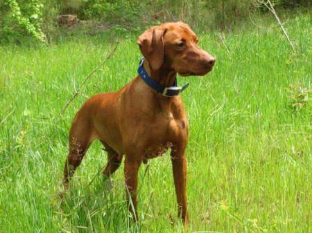 Image of Onpoint's Bravo Thunder Rolls