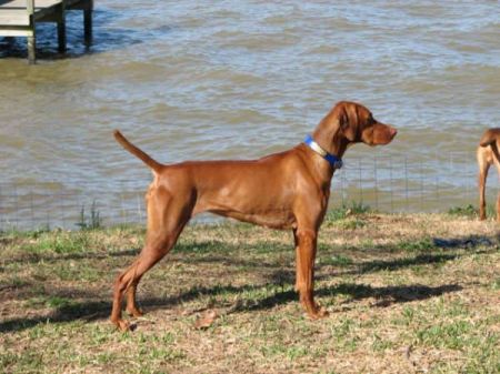 Image of Onpoint's Bravo Thunder Rolls