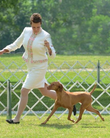 Image of Kyllburg N Gossamer's Somelike It Hot