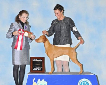 Image of Kyllburg N Gossamer's Somelike It Hot