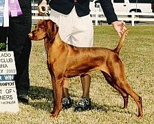 Image of Mehagian Grouspt SF Veracruz