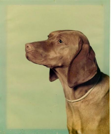 Image of Boots Bey of Bethwood