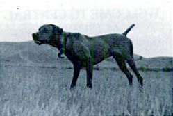 Image of Nitro's Just For The Judge