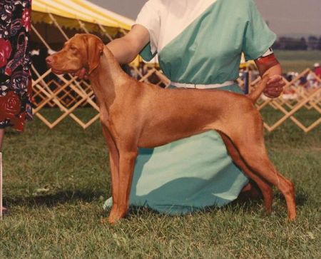 Image of Sagi's Starburst Carina