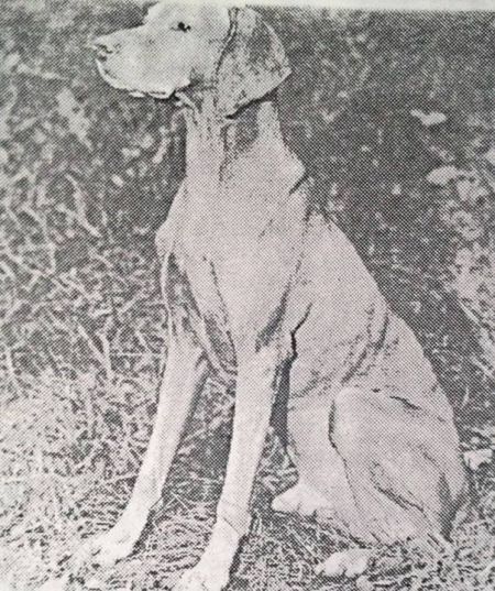 Image of Glen Cottage Loki Barat