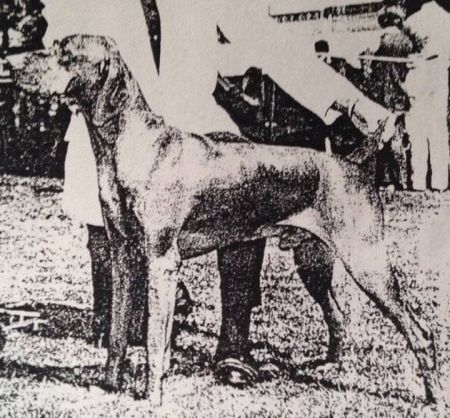 Image of Debreceny Dezso