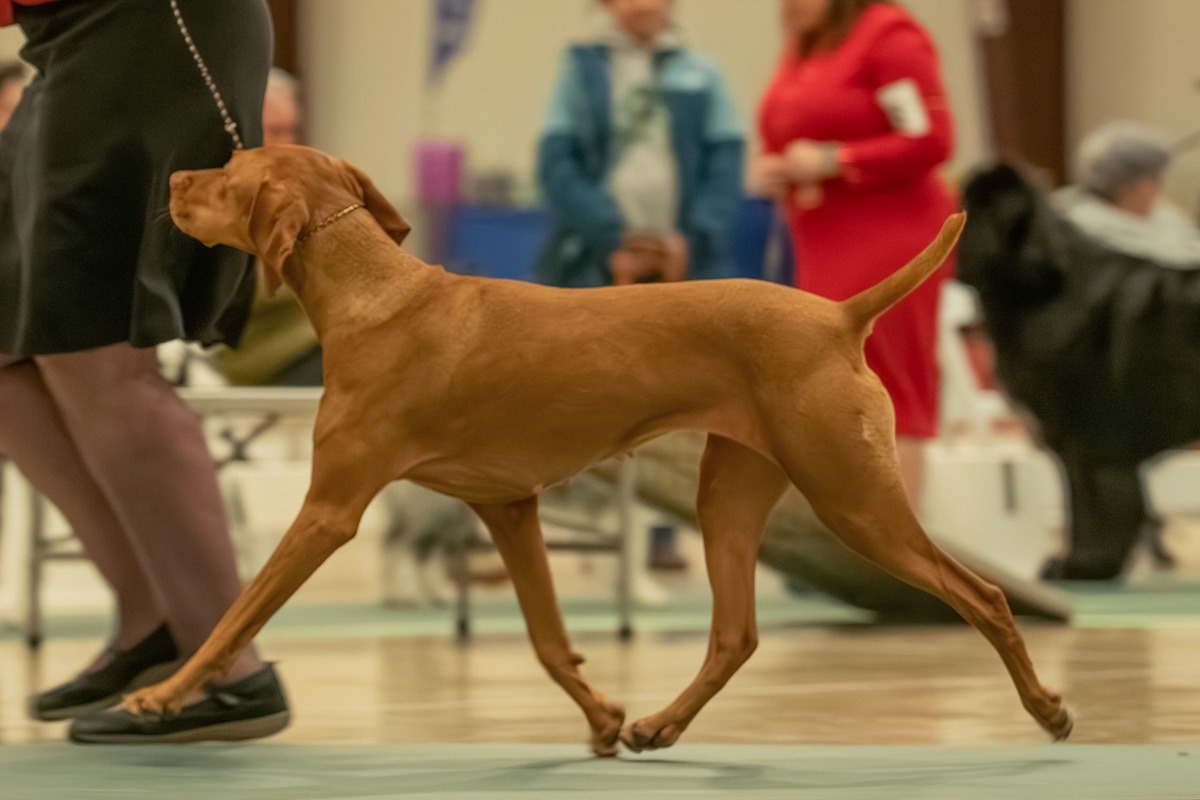 Image of Sokoldalu's Tokeletes Anya