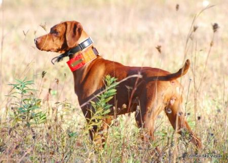Image of Crimson's Isidora Rizzini