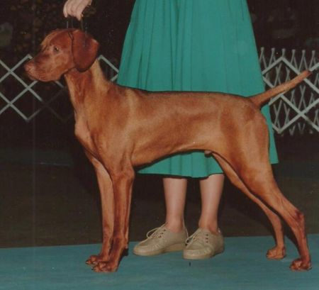 Image of Surfstone Szuka's Seacruiser