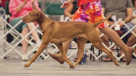 Image of Bluewater's Fionn Mac Cumhaill Of Skipfire