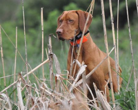 Image of Penn-Woods Red Angus