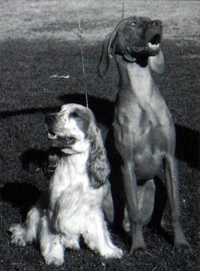 Image of Jyndel Magyar Master