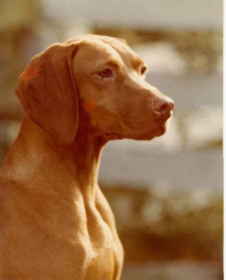 Image of Hungarian Magic