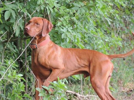 Image of Csipkéskúti Juhar