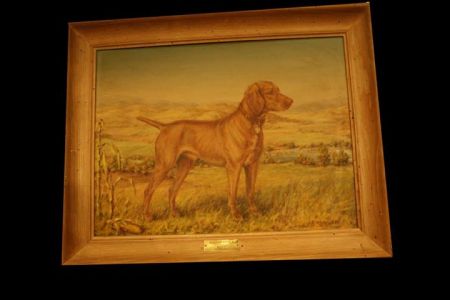 Image of Rex del Gelsomino