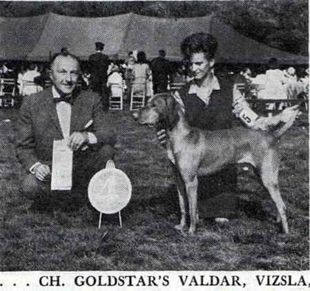Image of Gold Star's Valdar